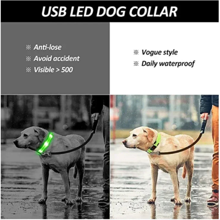 Collier Lumineux LED Chien Réglable Anti-Perte Nuit