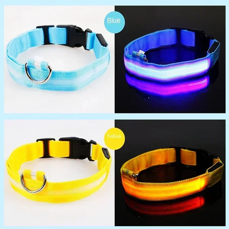 Collier Lumineux LED Chien Réglable Anti-Perte Nuit