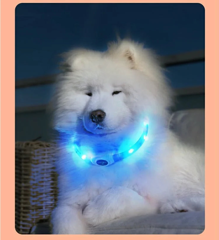 Collier LED Chien Étanche USB Lumineux Sécurité Nuit