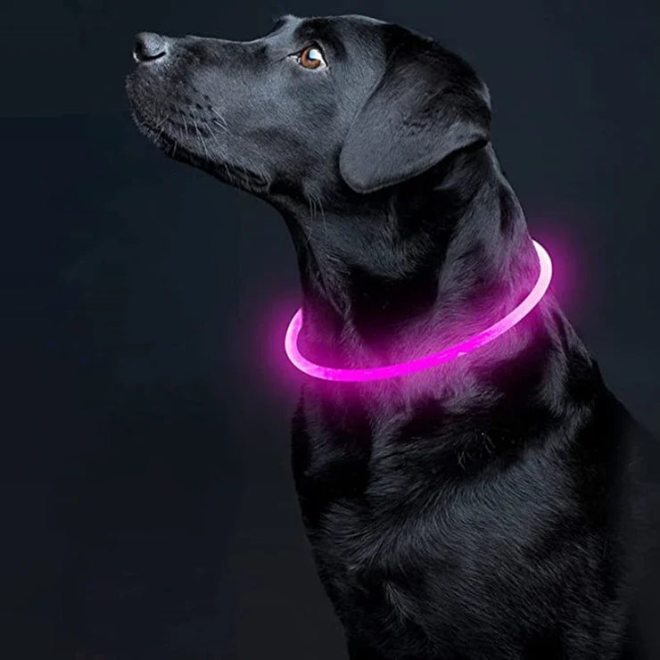Collier Lumineux Chien LED Rechargeable USB
