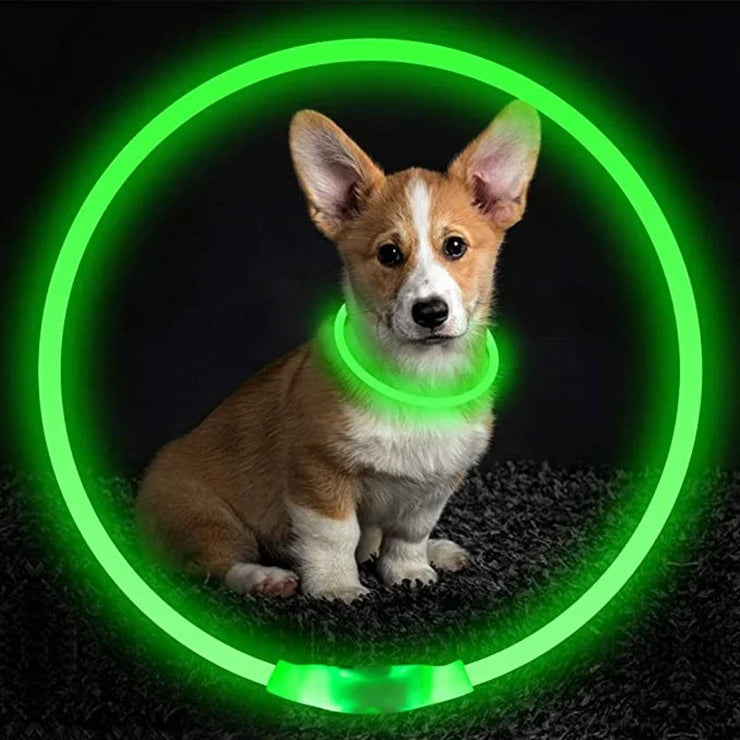 Collier Lumineux Chien LED Rechargeable USB