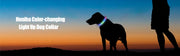 Collier LED Chien Étanche USB Lumineux Sécurité Nuit