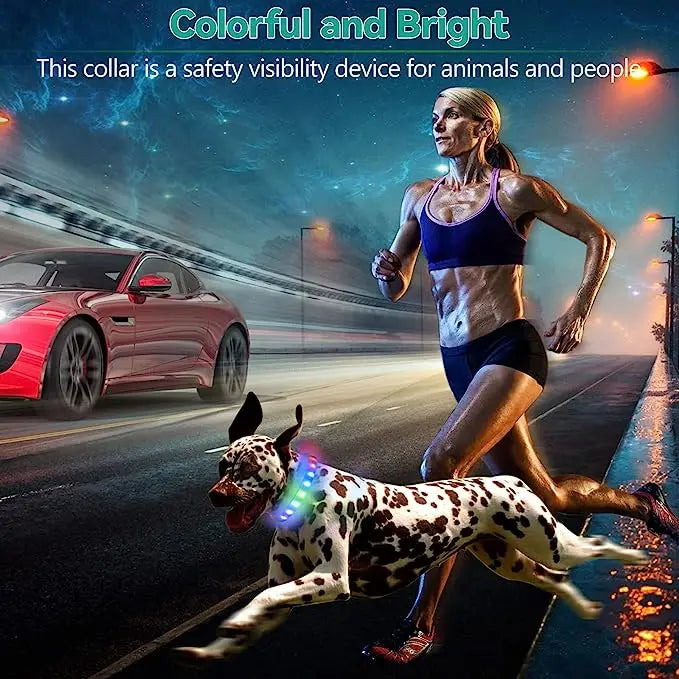 Collier LED Chien Étanche USB Lumineux Sécurité Nuit
