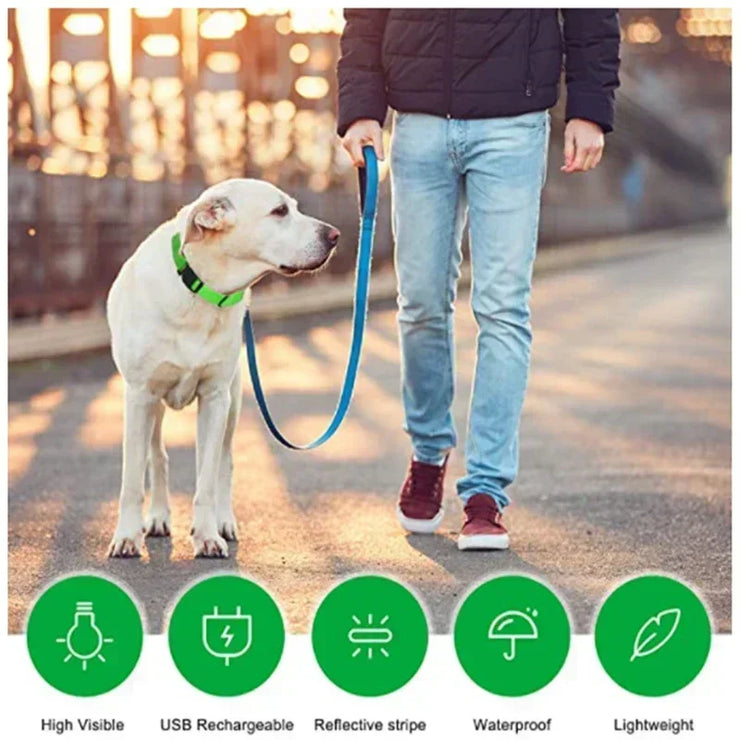 Collier Lumineux LED Chien Réglable Anti-Perte Nuit