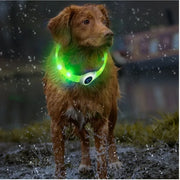 Collier LED Chien Étanche USB Lumineux Sécurité Nuit