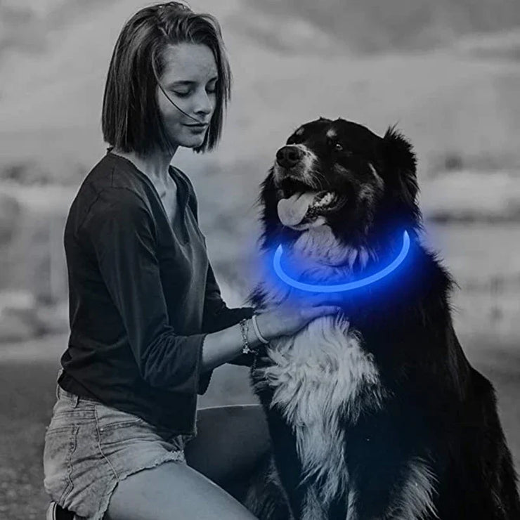 Collier Lumineux Chien LED Rechargeable USB