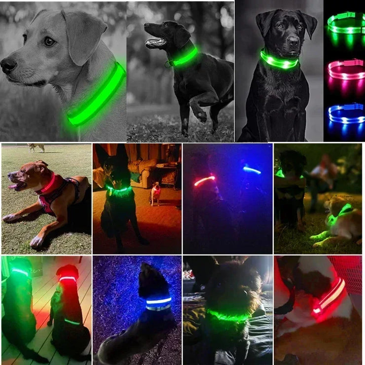Collier Lumineux LED Chien Réglable Anti-Perte Nuit