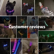 Collier Lumineux LED Chien Réglable Anti-Perte Nuit