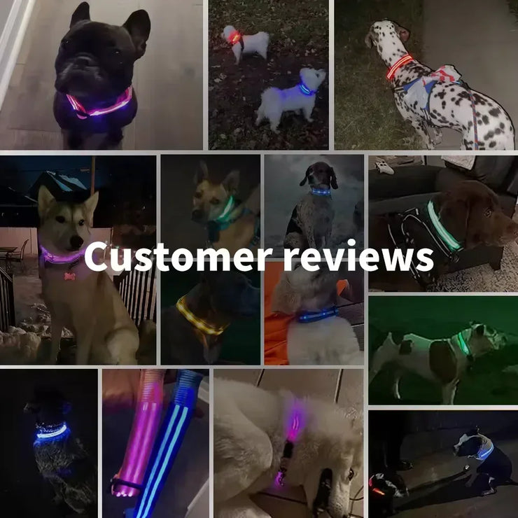 Collier Lumineux LED Chien Réglable Anti-Perte Nuit