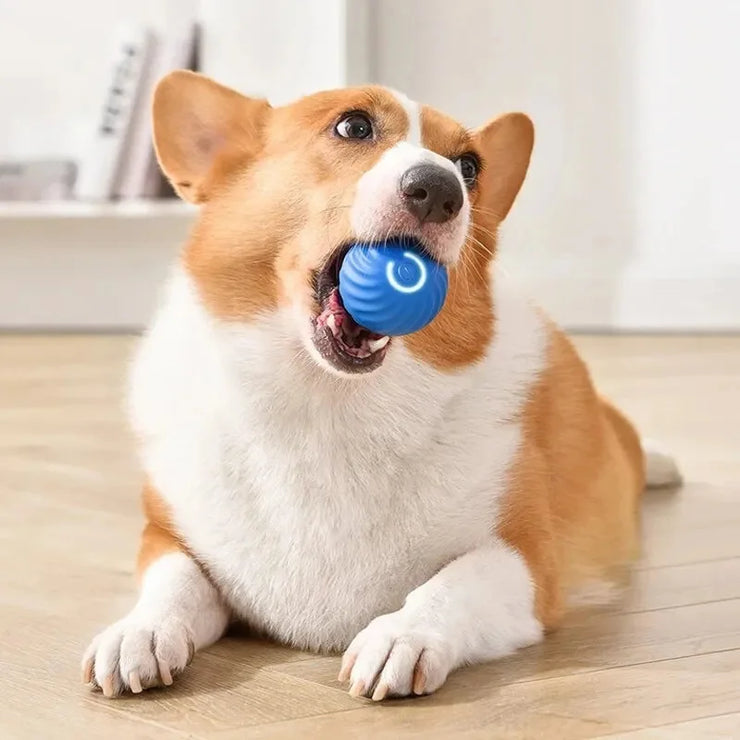 Balle Interactive Électronique pour Chiens et Chats USB