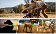 Collier LED Chien Étanche USB Lumineux Sécurité Nuit