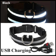 Collier Lumineux LED Chien Réglable Anti-Perte Nuit