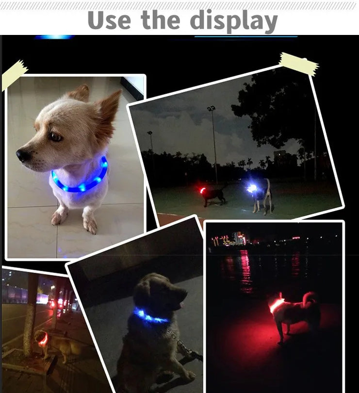 Collier LED Chien Étanche USB Lumineux Sécurité Nuit