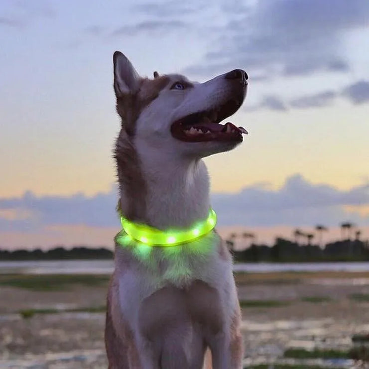 Collier LED Chien Étanche USB Lumineux Sécurité Nuit